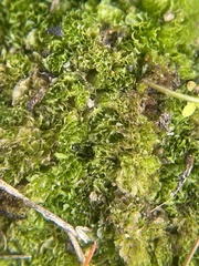 Geothallus tuberosus