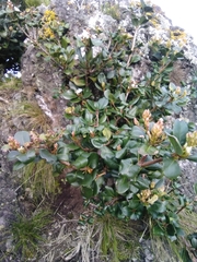 Rhaphiolepis umbellata