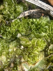 Geothallus tuberosus