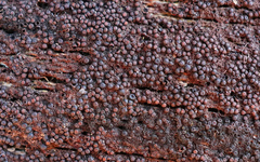 Byssosphaeria rhodomphala