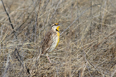 Sturnella magna lilianae