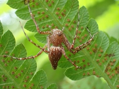 Hamadruas hieroglyphica