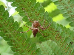 Hamadruas hieroglyphica