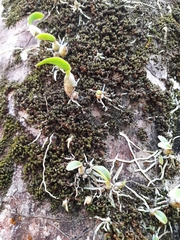 Caularthron bilamellatum