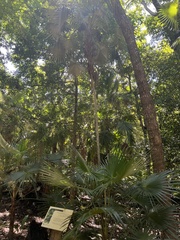 Coccothrinax readii
