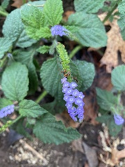 Heliotropium indicum