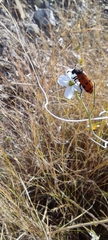 Mylabris quadripunctata