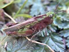 Chimarocephala pacifica