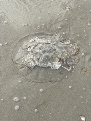 Rhopilema verrilli