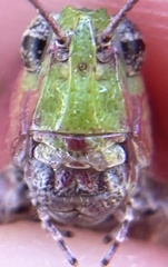 Chimarocephala pacifica