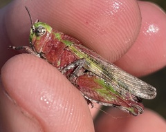 Chimarocephala pacifica