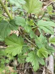 Ribes hirtellum