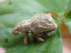 Dermatoxenus caesicollis