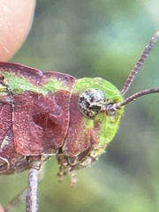 Chimarocephala pacifica