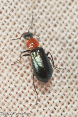 Attalus lusitanicus