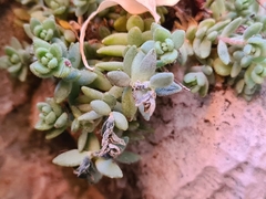 Sedum dasyphyllum