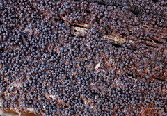 Byssosphaeria rhodomphala