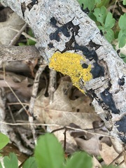 Xanthomendoza hasseana