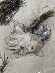 Rhopilema verrilli