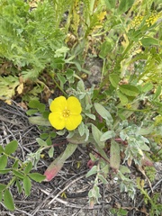 Camissoniopsis cheiranthifolia