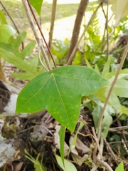 Passiflora megacoriacea