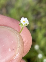 Plagiobothrys collinus ursinus