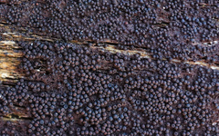 Byssosphaeria rhodomphala