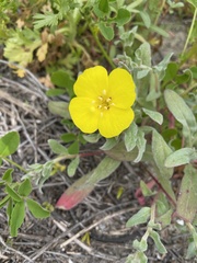 Camissoniopsis cheiranthifolia