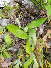 Passiflora megacoriacea