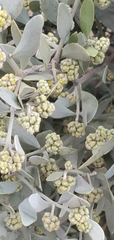 Simmondsia chinensis