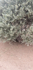 Simmondsia chinensis
