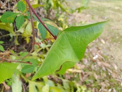 Passiflora megacoriacea