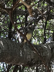 Myiarchus magnirostris