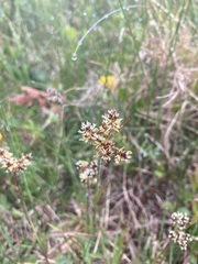 Luzula multiflora