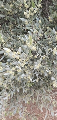 Simmondsia chinensis