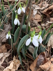 Galanthus elwesii