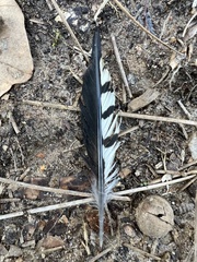 Melanerpes