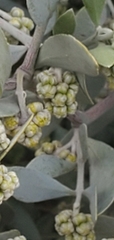 Simmondsia chinensis