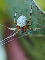 Araneus horizonte