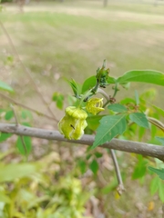 Passiflora megacoriacea