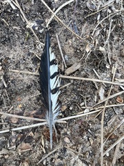 Melanerpes
