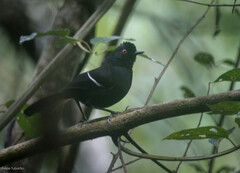 Pyriglena leucoptera
