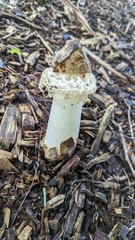 Phallus merulinus