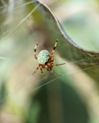 Araneus horizonte