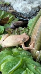 Dendropsophus columbianus