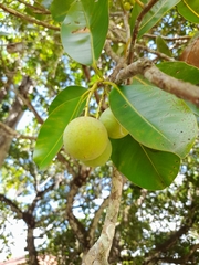 Calophyllum inophyllum