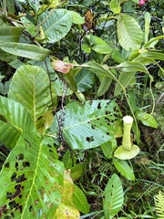 Nepenthes gracilis