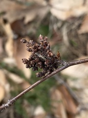 Eriophyes betulae