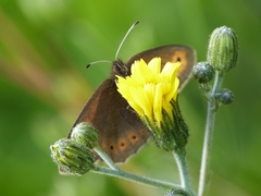 Erebia epiphron