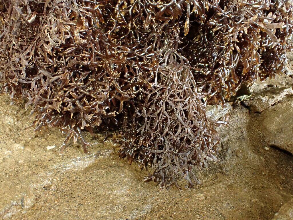 Catenella nipae (Catenella nipae)